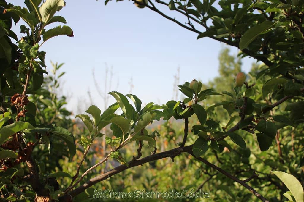 4 quarto Quinta/Casa Rural para venda em Zahara de la Sierra com garagem - 420 000 € (Ref: 8438426)