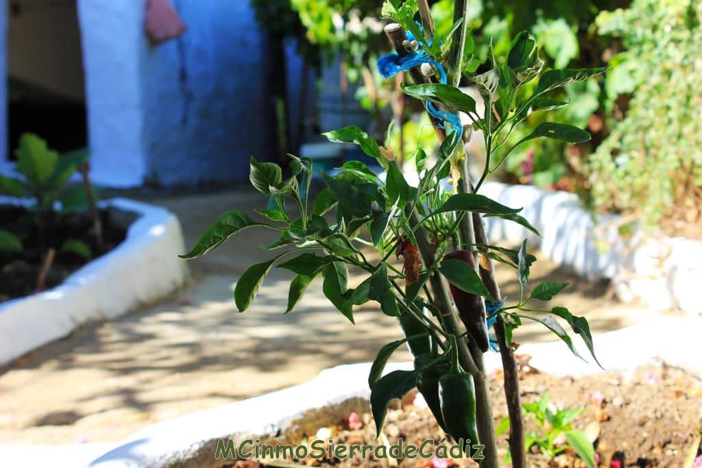 3 soveværelse Byhus til salg i Algodonales med garage - € 110.000 (Ref: 8438427)