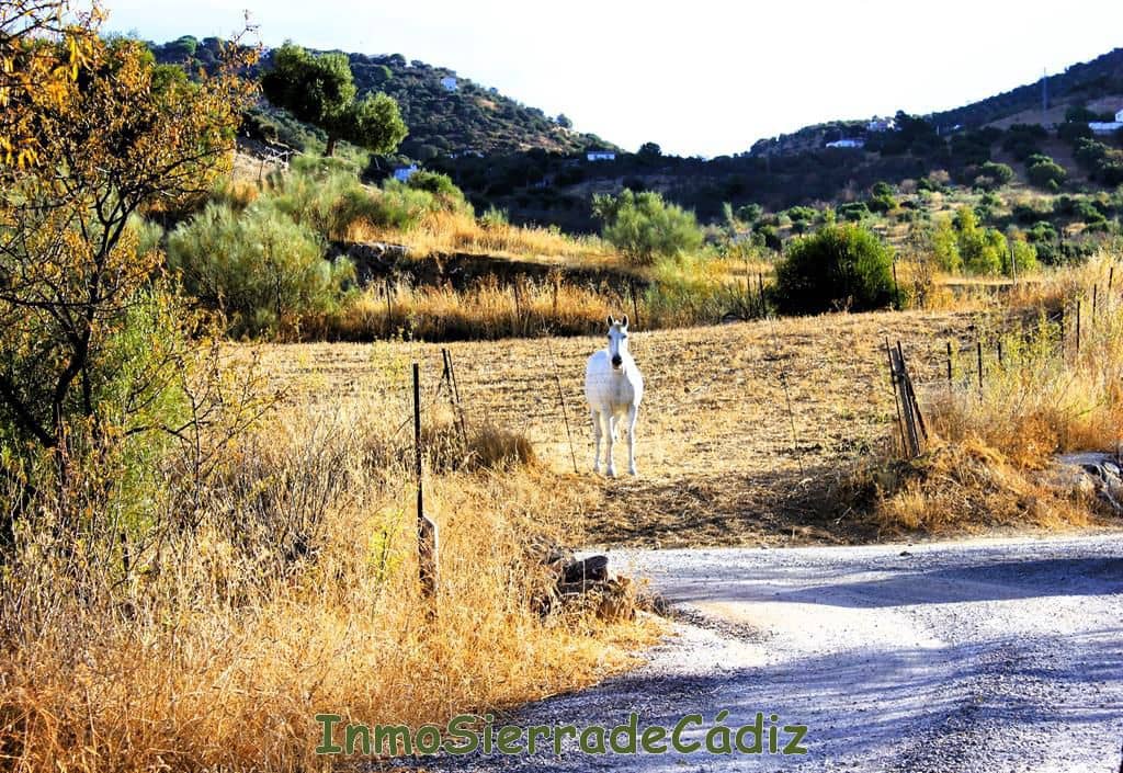 2 soveværelse Finca/Landehus til salg i El Gastor - € 320.000 (Ref: 8570230)