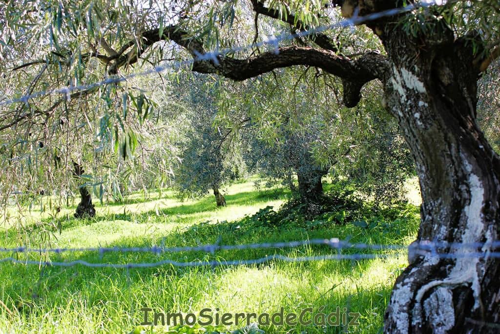 4 Zimmer Finca/Landgut zu verkaufen in Zahara de la Sierra mit Garage - 580.000 € (Ref: 8709821)