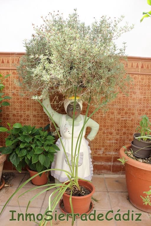 5 camera da letto Casa in vendita in Algodonales con garage - 195.000 € (Rif: 8727406)