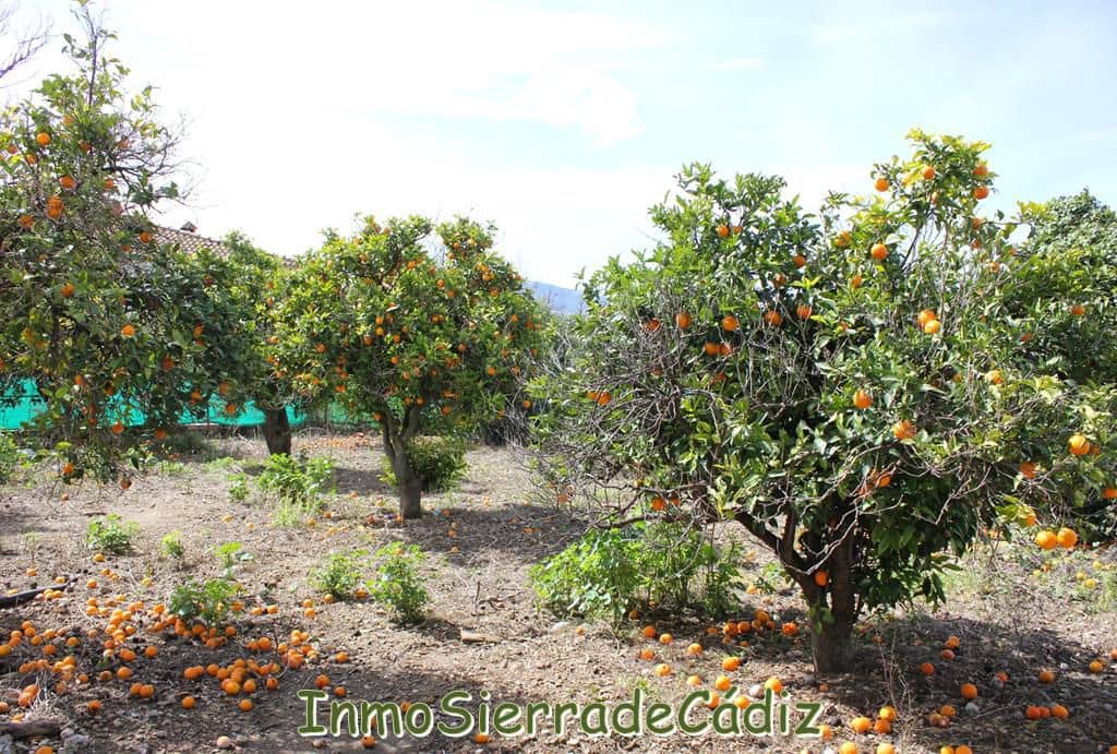 Teren niezagospodarowany na sprzedaż w Algodonales - 175 000 € (Ref: 8927233)