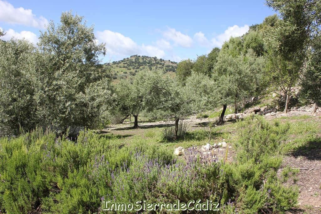 2 bedroom Finca/Country House for sale in Algodonales with garage - € 380,000 (Ref: 8960489)