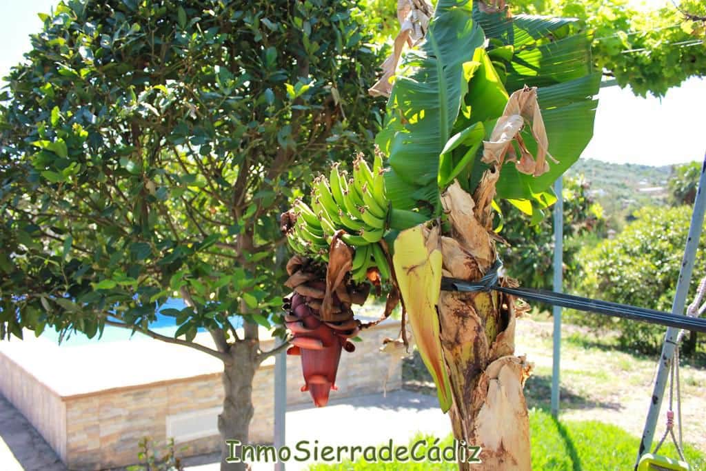 2 soveværelse Finca/Landehus til salg i Algodonales med garage - € 180.000 (Ref: 9075871)