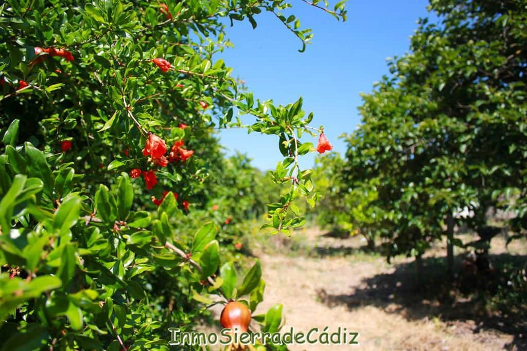 2 soveværelse Finca/Landehus til salg i Algodonales med garage - € 180.000 (Ref: 9075871)