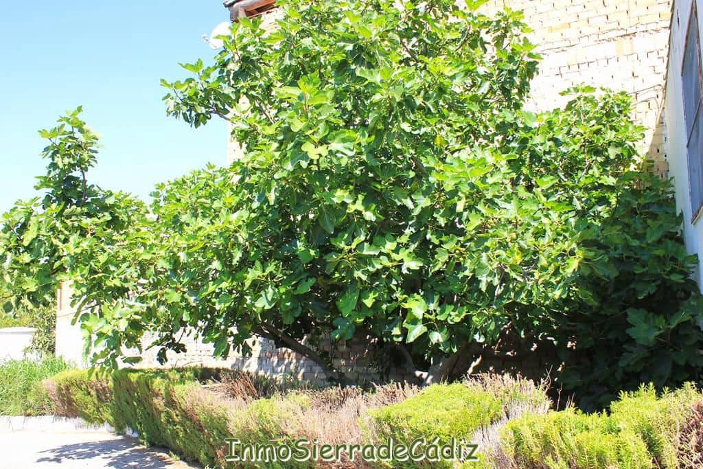 2 soveværelse Finca/Landehus til salg i Algodonales med garage - € 180.000 (Ref: 9075871)