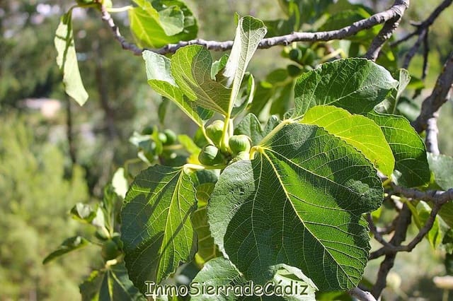 2 soverom Finca/Herregård til salgs i Algodonales - € 239 000 (Ref: 9116381)