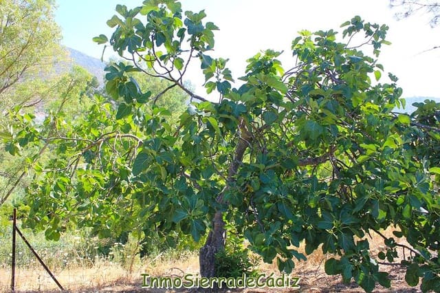 2 soverom Finca/Herregård til salgs i Algodonales - € 239 000 (Ref: 9116381)