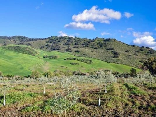 Finca/Landehus til salg i Olvera - € 754.000 (Ref: 9156152)