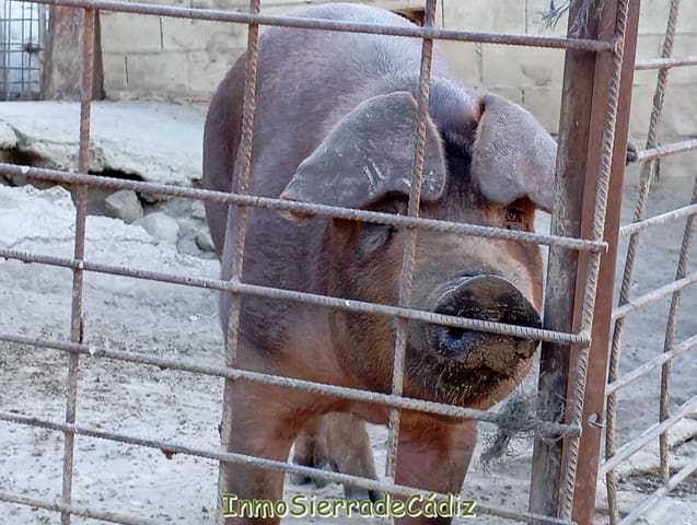 Finca/Landehus til salg i Olvera - € 59.000 (Ref: 9430823)