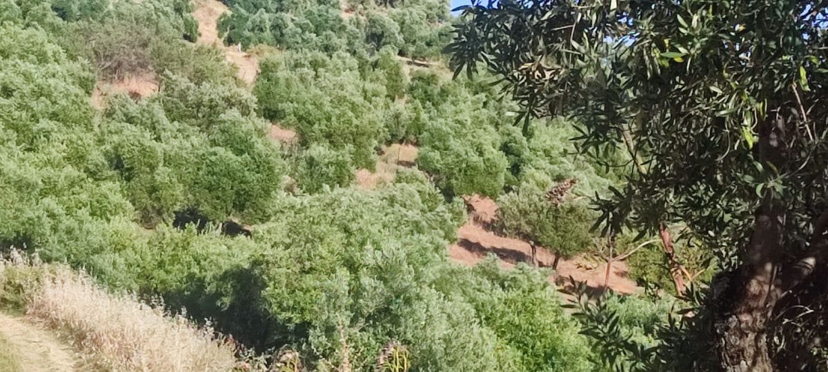 Maalaistalo myytävänä paikassa Algodonales - 79 000 € (Ref: 9604696)