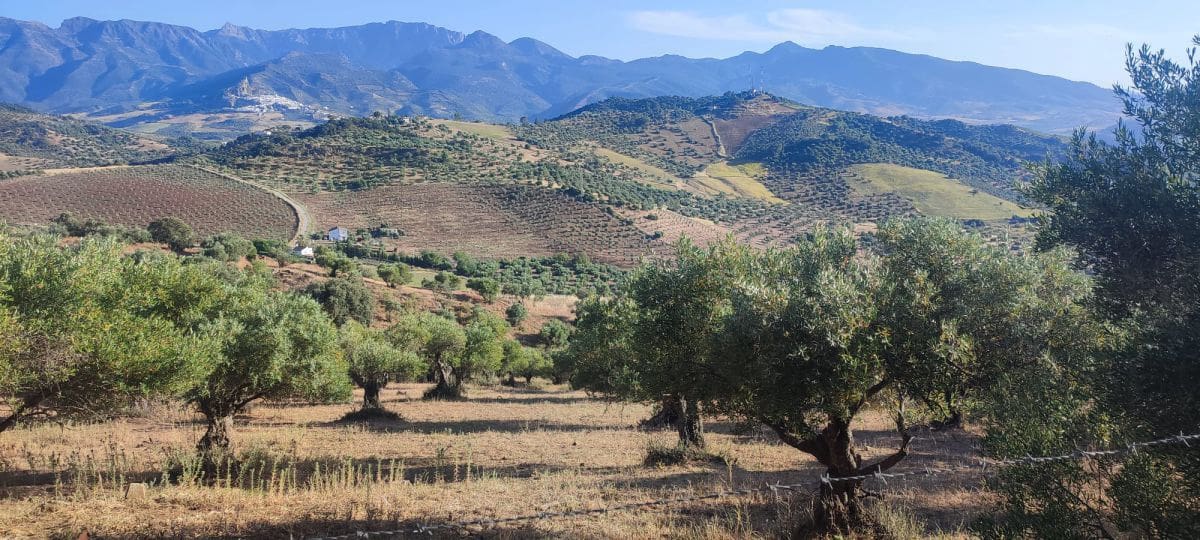 Maalaistalo myytävänä paikassa Algodonales - 79 000 € (Ref: 9604696)