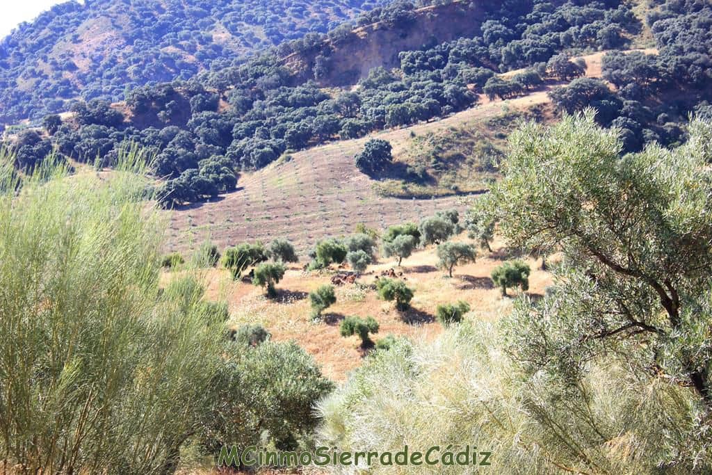 Finca/Country House for sale in Montecorto - € 185,000 (Ref: 9730394)