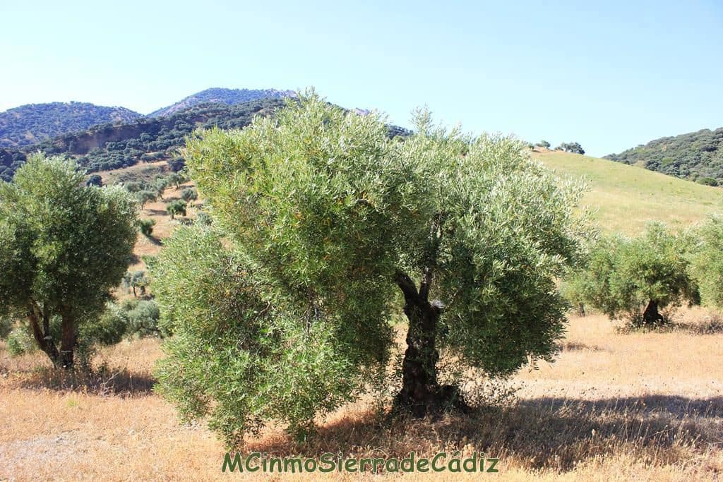 Finca/Country House for sale in Montecorto - € 185,000 (Ref: 9730394)