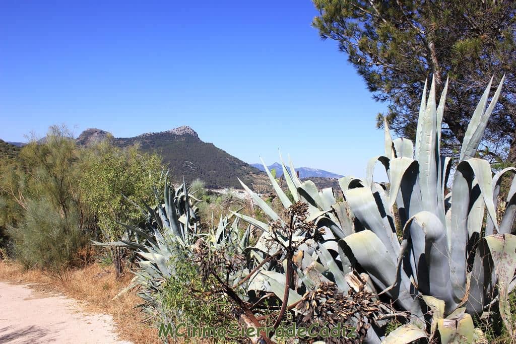 Finca/Country House for sale in Montecorto - € 185,000 (Ref: 9730394)