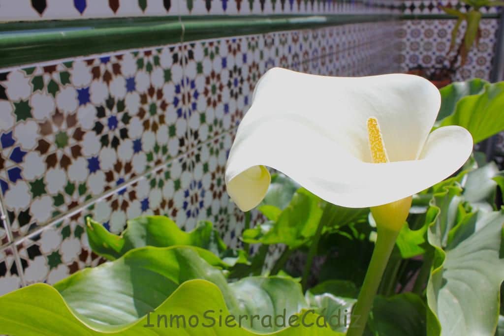 4 sypialnia Dom na sprzedaż w Algodonales - 119 000 € (Ref: 9758667)