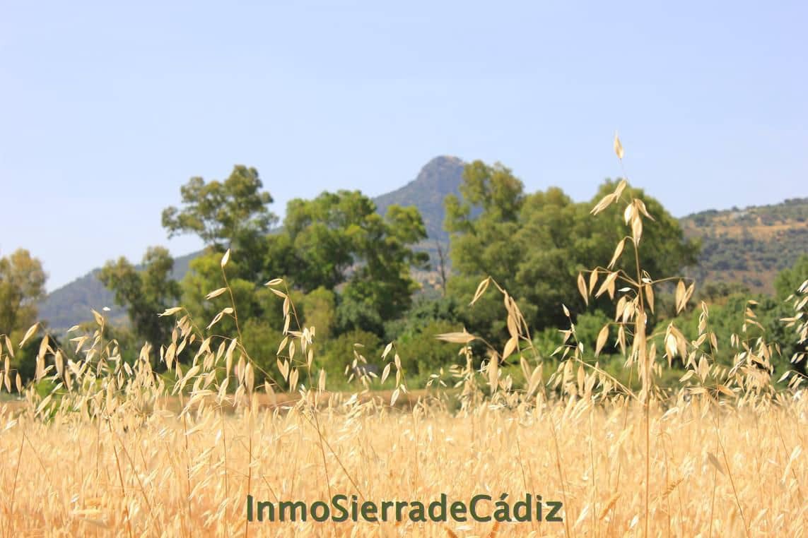 Finca/Landehus til salg i Algodonales - € 80.000 (Ref: 9952058)