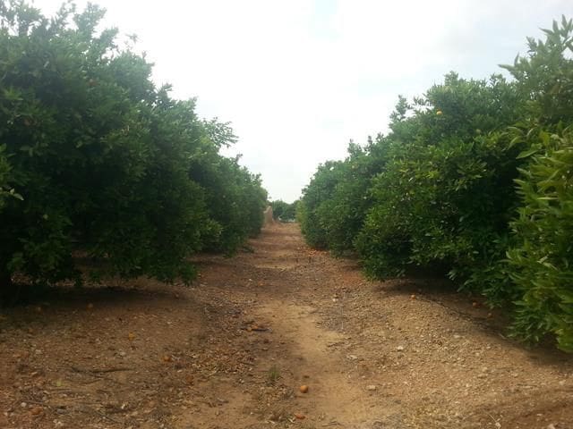 Finca/Herregård til salgs i Castello de la Plana - € 400 000 (Ref: 9502874)