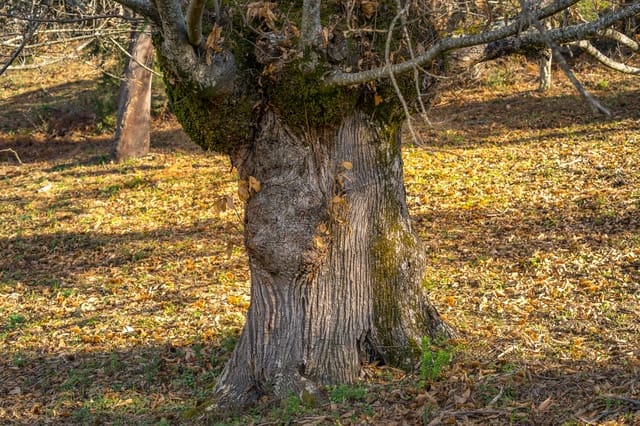 1 slaapkamer Finca/Landhuis te koop in Genalguacil - € 395.000 (Ref: 8135222)