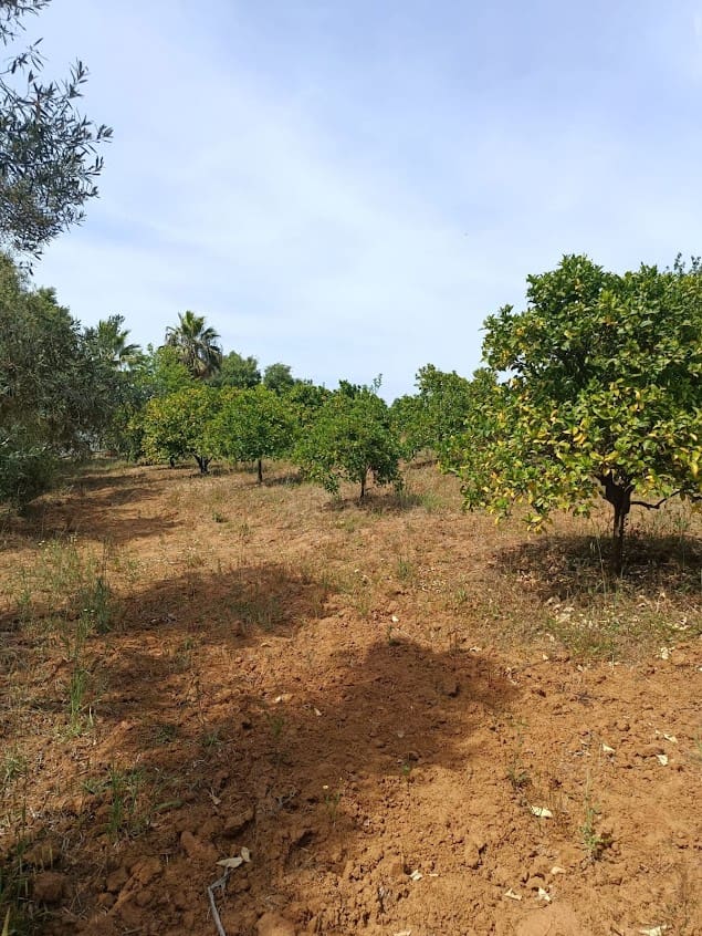 Finca/Landhuis te koop in Almonte - € 68.000 (Ref: 10038368)