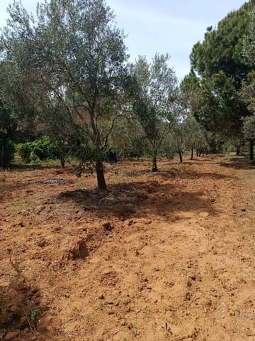 Finca/Maison de Campagne à vendre à Almonte - 68 000 € (Ref: 10038368)