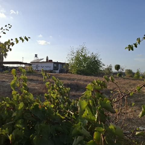3 camera da letto Finca/Casa di Campagna in vendita in Almonte con piscina garage - 165.000 € (Rif: 10157604)