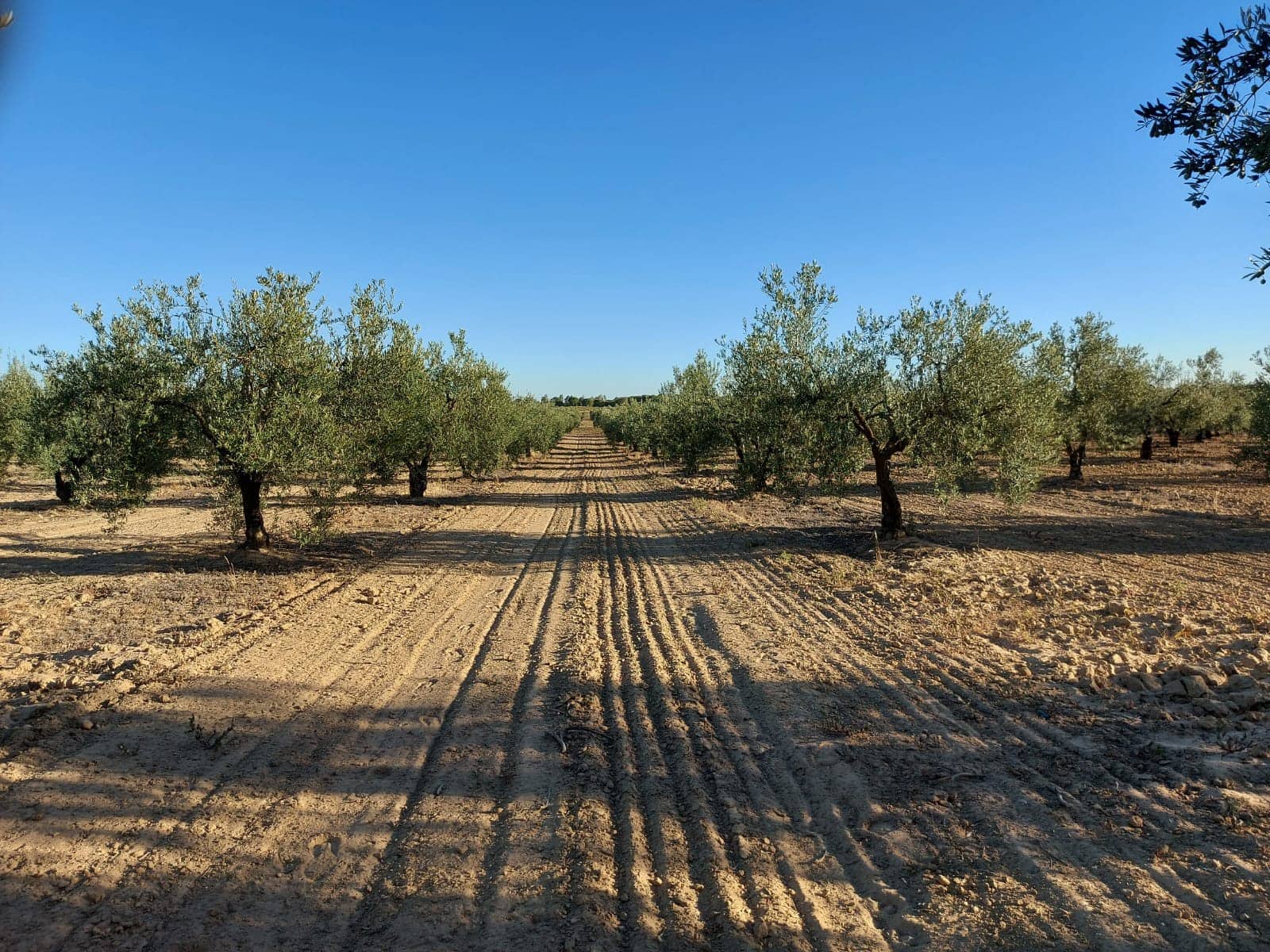 2 soveværelse Finca/Landehus til salg i Almonte med garage - € 170.000 (Ref: 8152825)