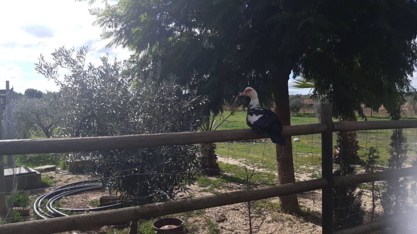 5 chambre Finca/Maison de Campagne à vendre à Almonte avec garage - 279 000 € (Ref: 8152826)