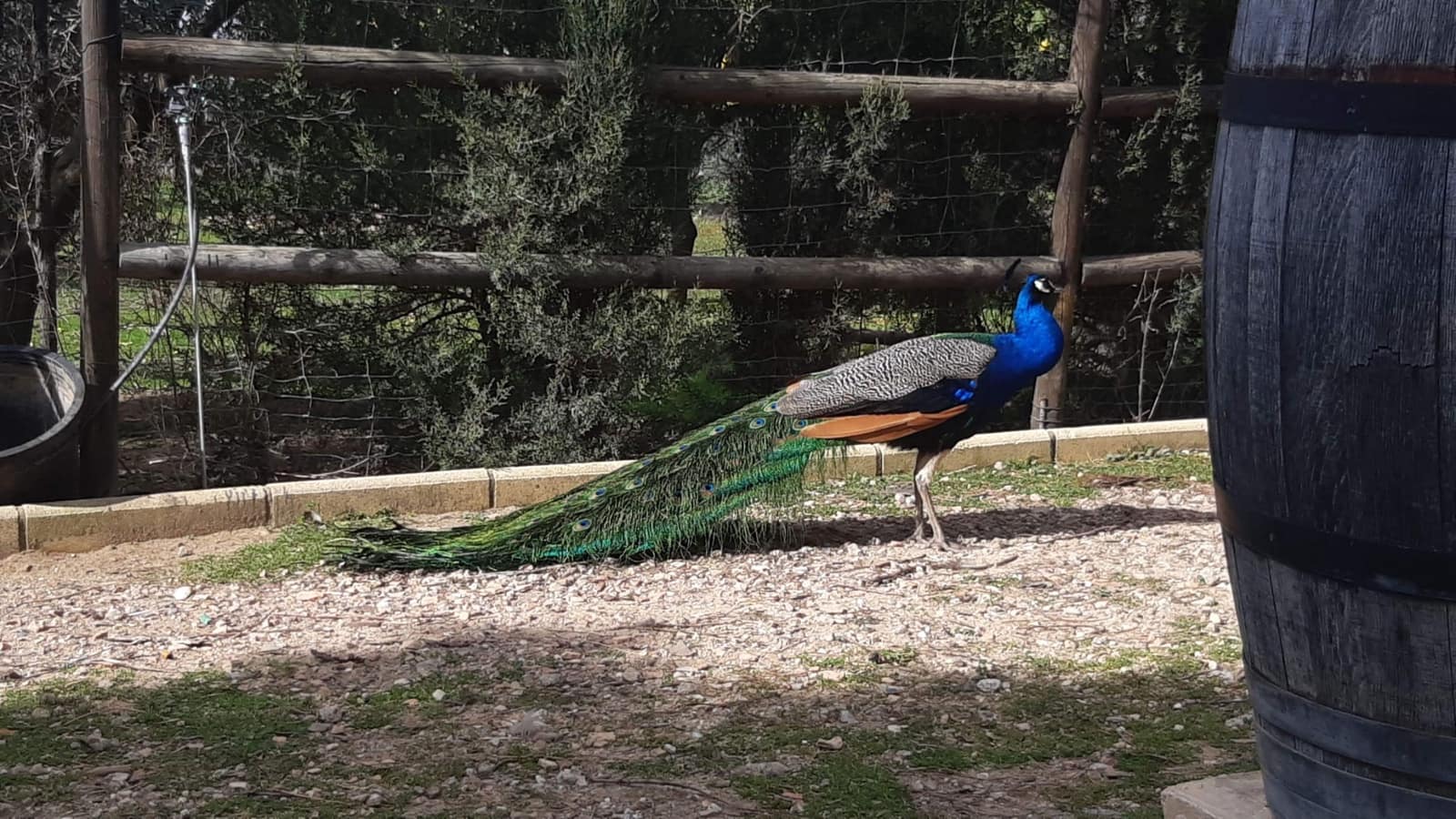 5 chambre Finca/Maison de Campagne à vendre à Almonte avec garage - 279 000 € (Ref: 8152826)