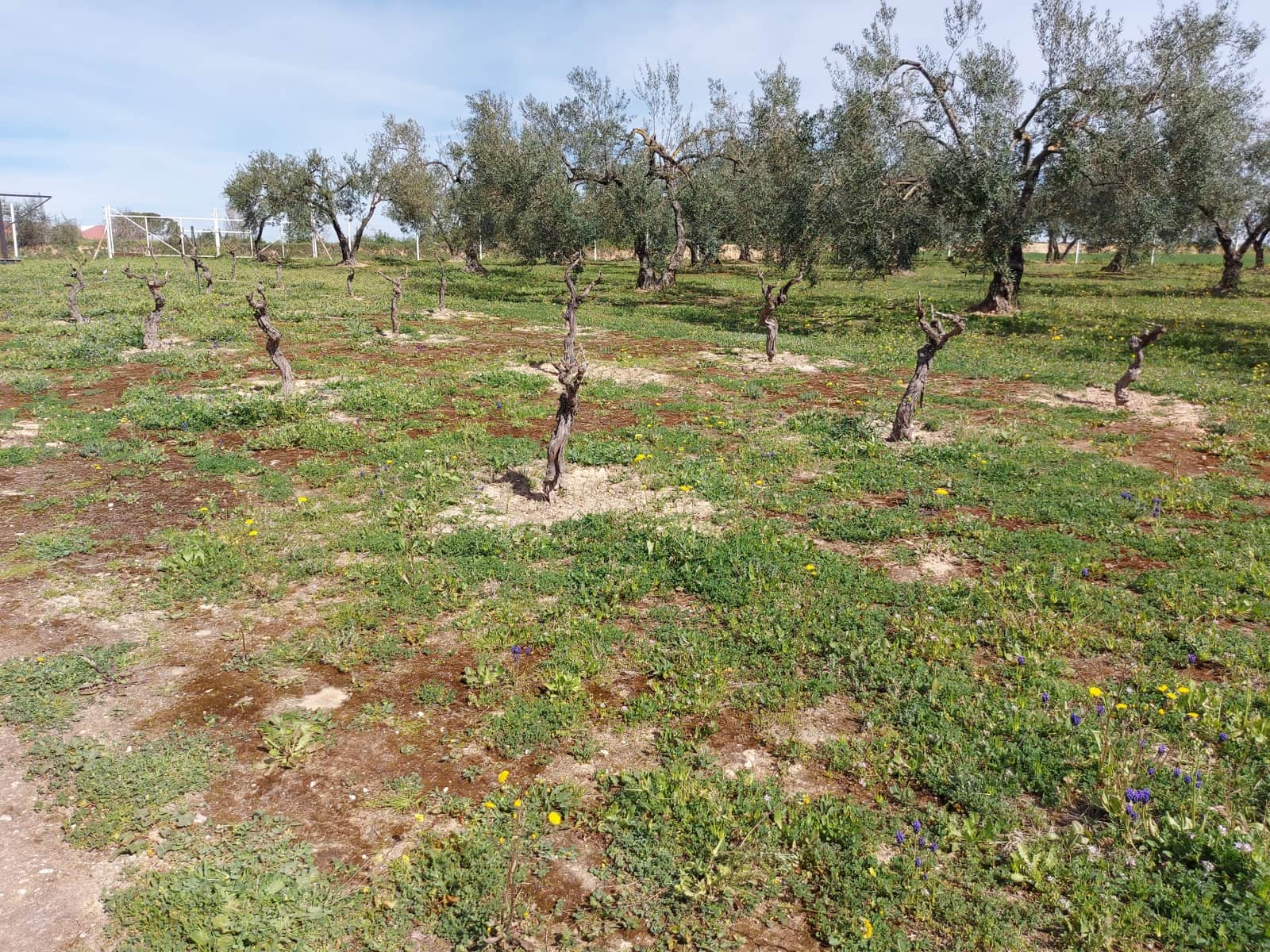 3 quarto Quinta/Casa Rural para venda em Rociana del Condado com piscina garagem - 210 000 € (Ref: 8171766)