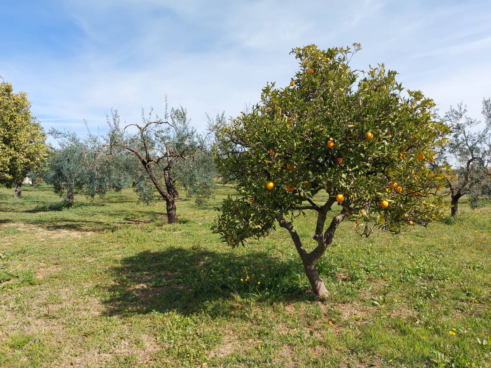 3 quarto Quinta/Casa Rural para venda em Rociana del Condado com piscina garagem - 210 000 € (Ref: 8171766)