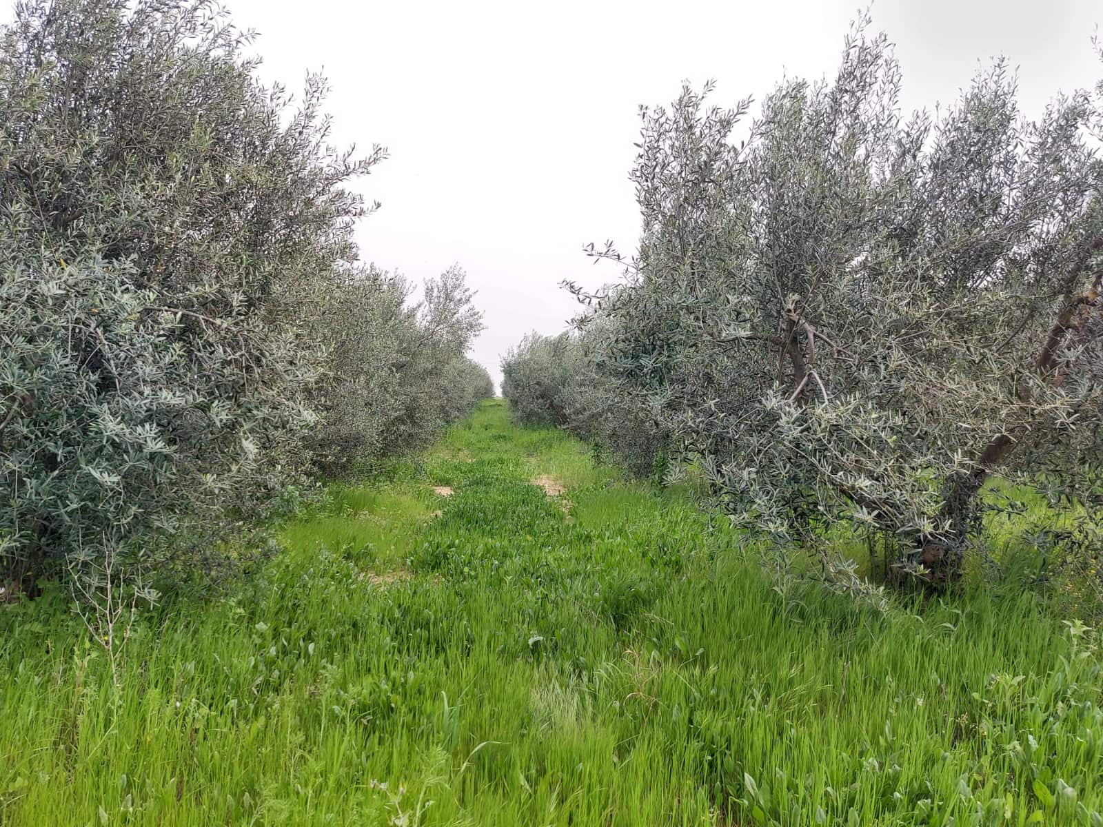 2 camera da letto Finca/Casa di Campagna in vendita in La Palma del Condado con garage - 190.000 € (Rif: 8177676)