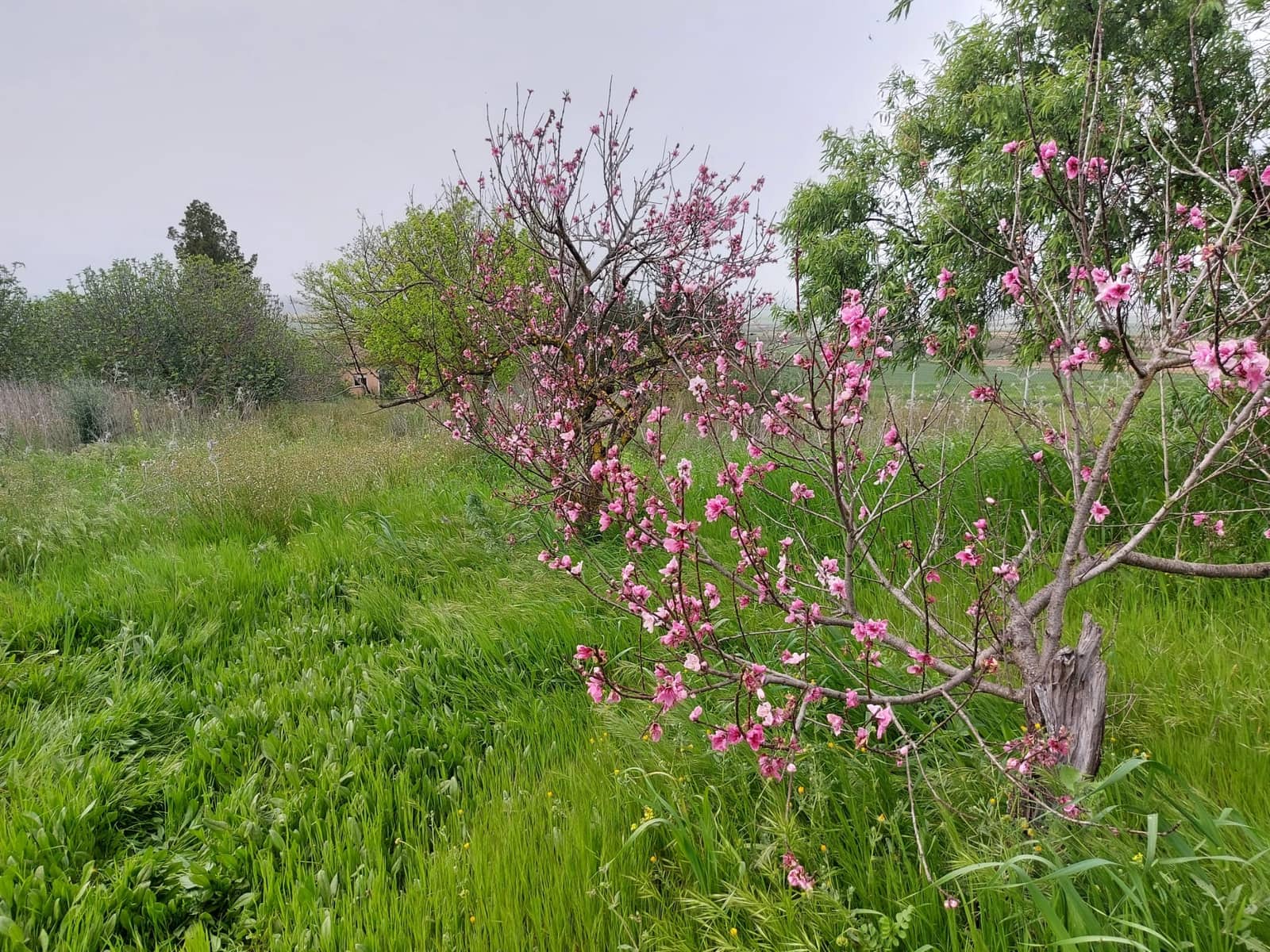 2 camera da letto Finca/Casa di Campagna in vendita in La Palma del Condado con garage - 190.000 € (Rif: 8177676)