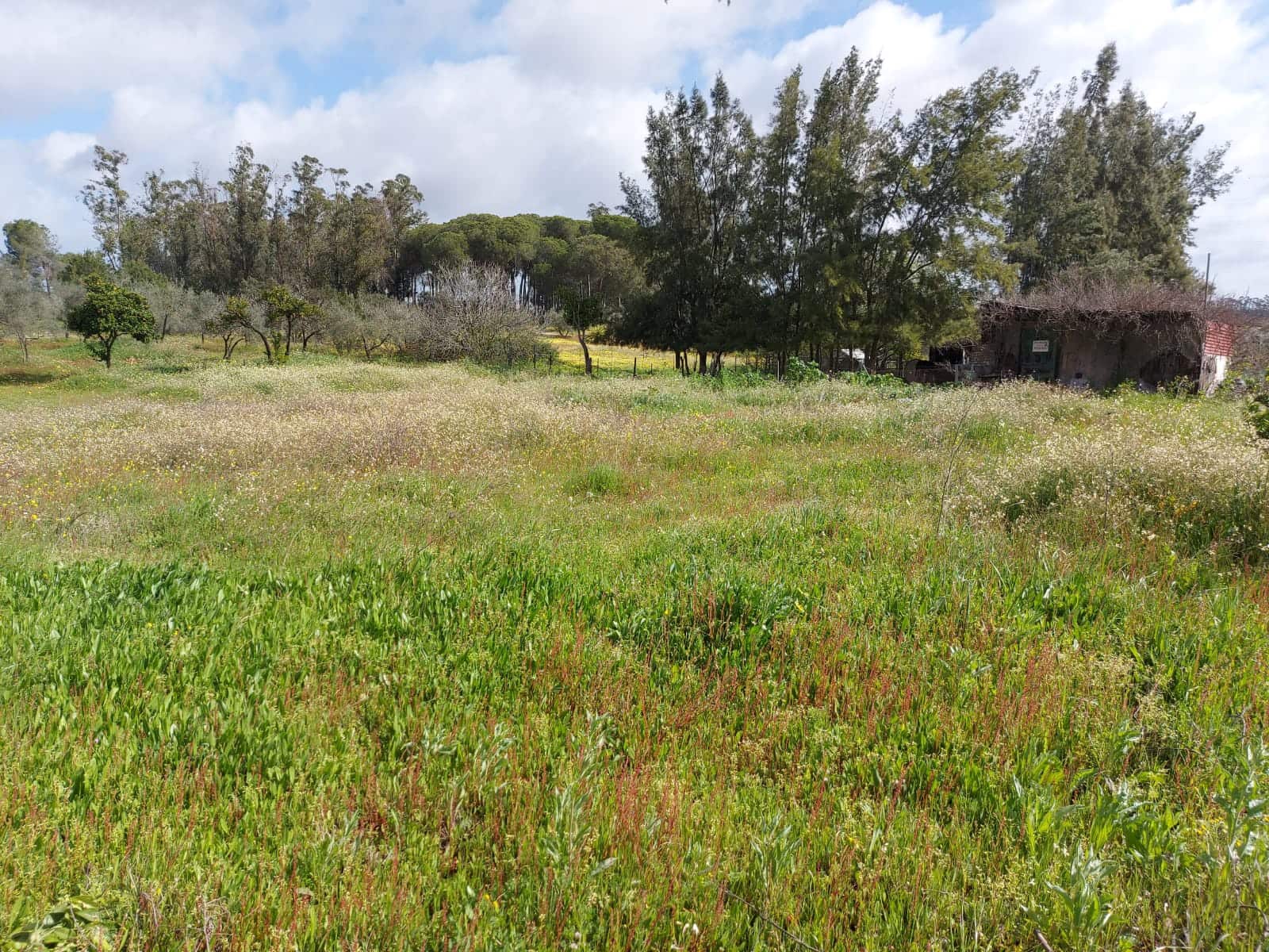 Lejlighed til salg i Almonte - € 34.000 (Ref: 8185255)