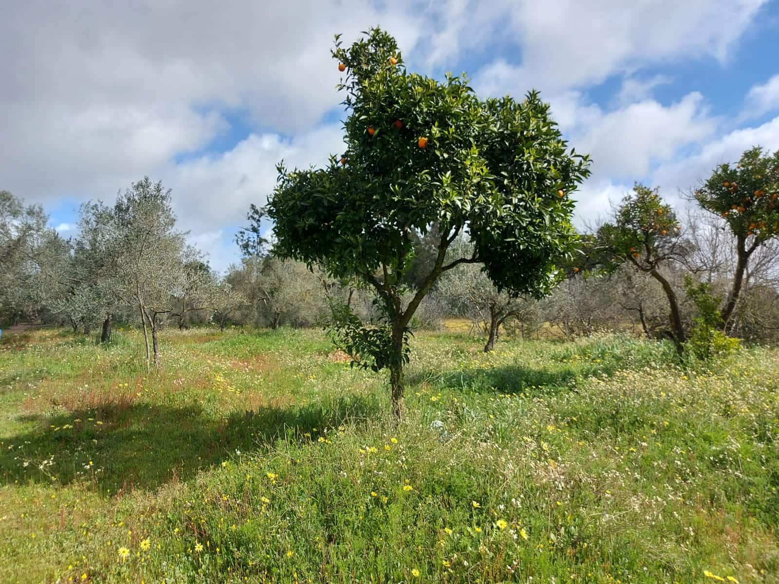 Lejlighed til salg i Almonte - € 34.000 (Ref: 8185255)