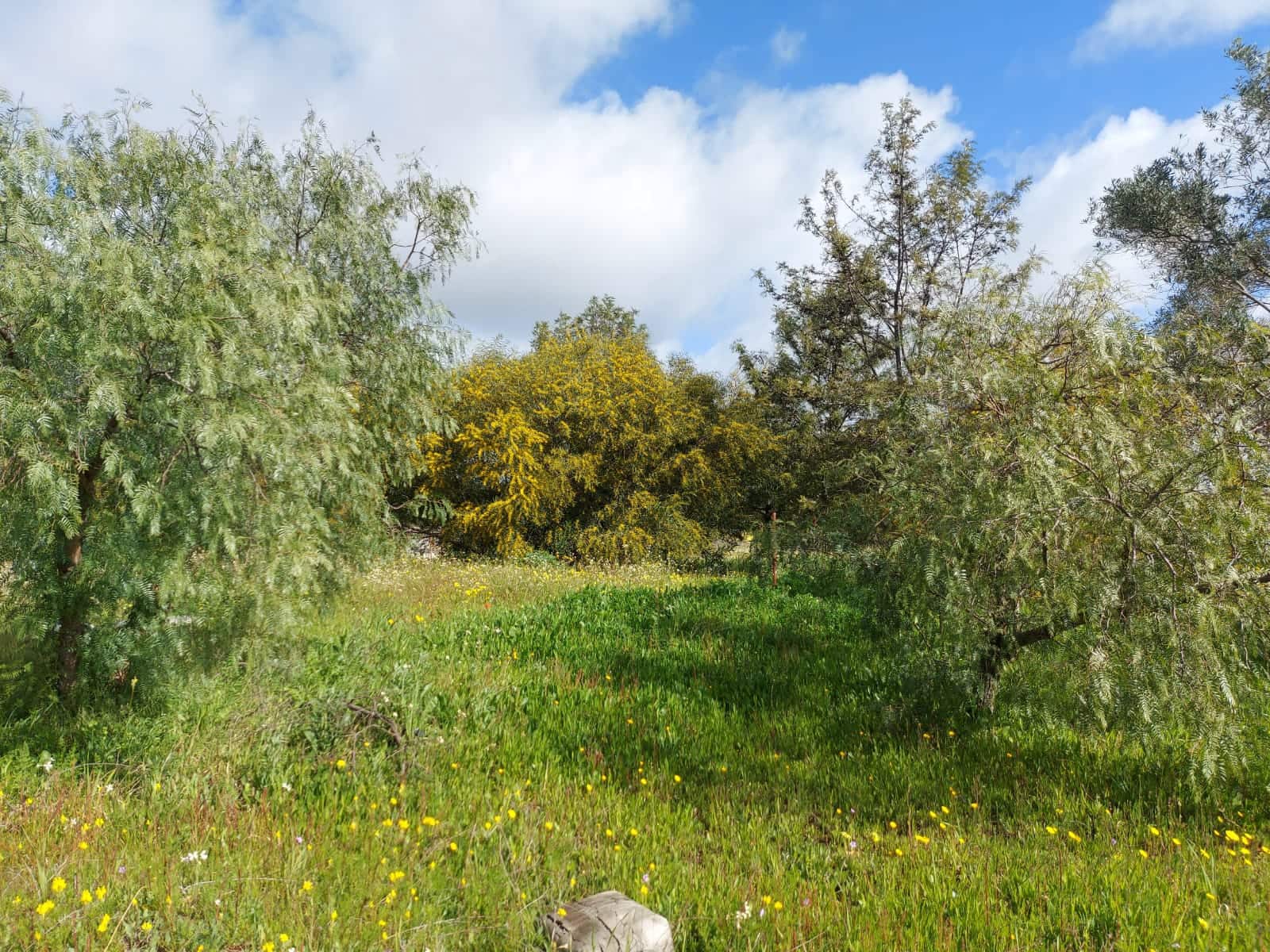 Lejlighed til salg i Almonte - € 34.000 (Ref: 8185255)