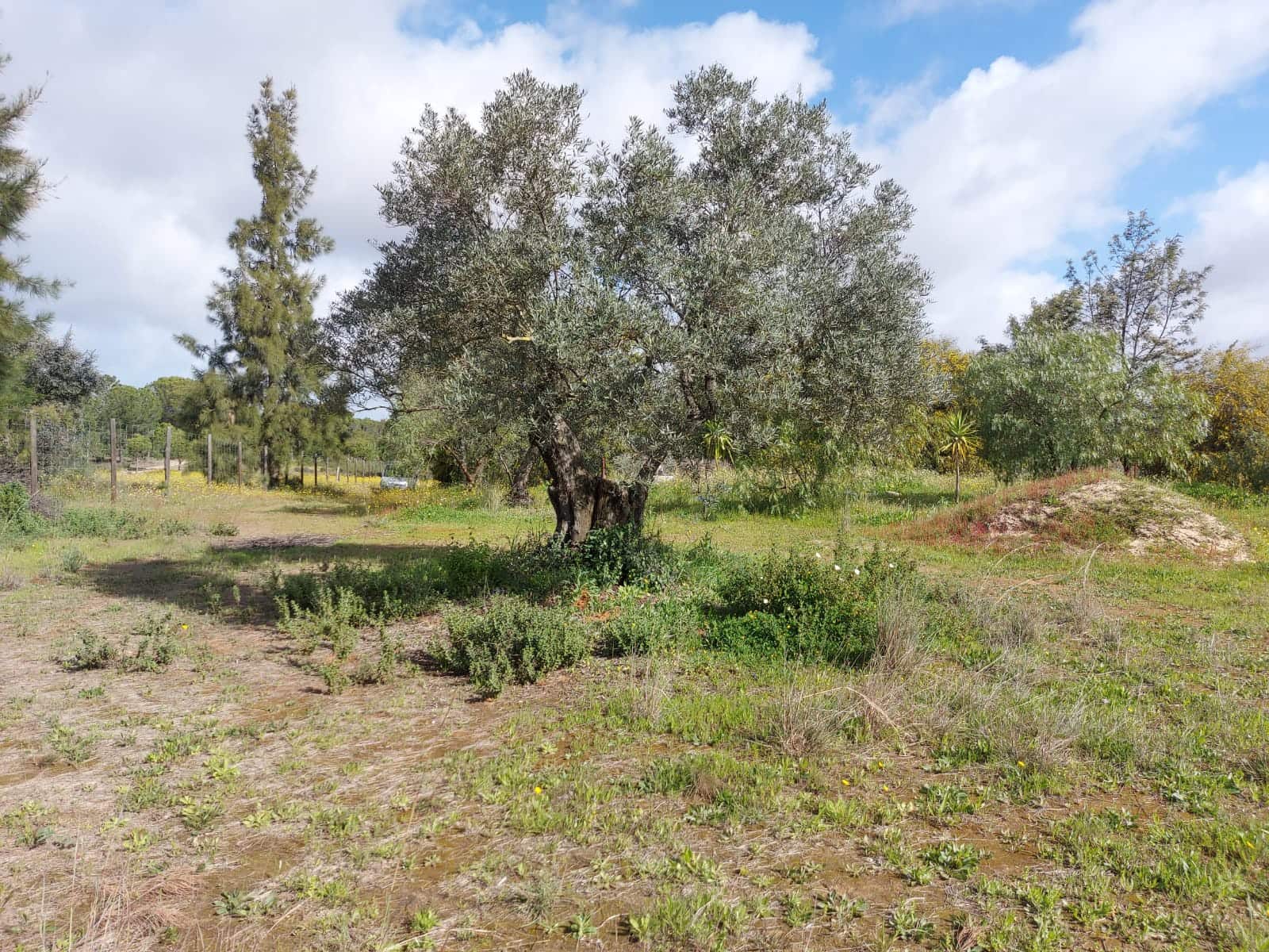 Lejlighed til salg i Almonte - € 34.000 (Ref: 8185255)