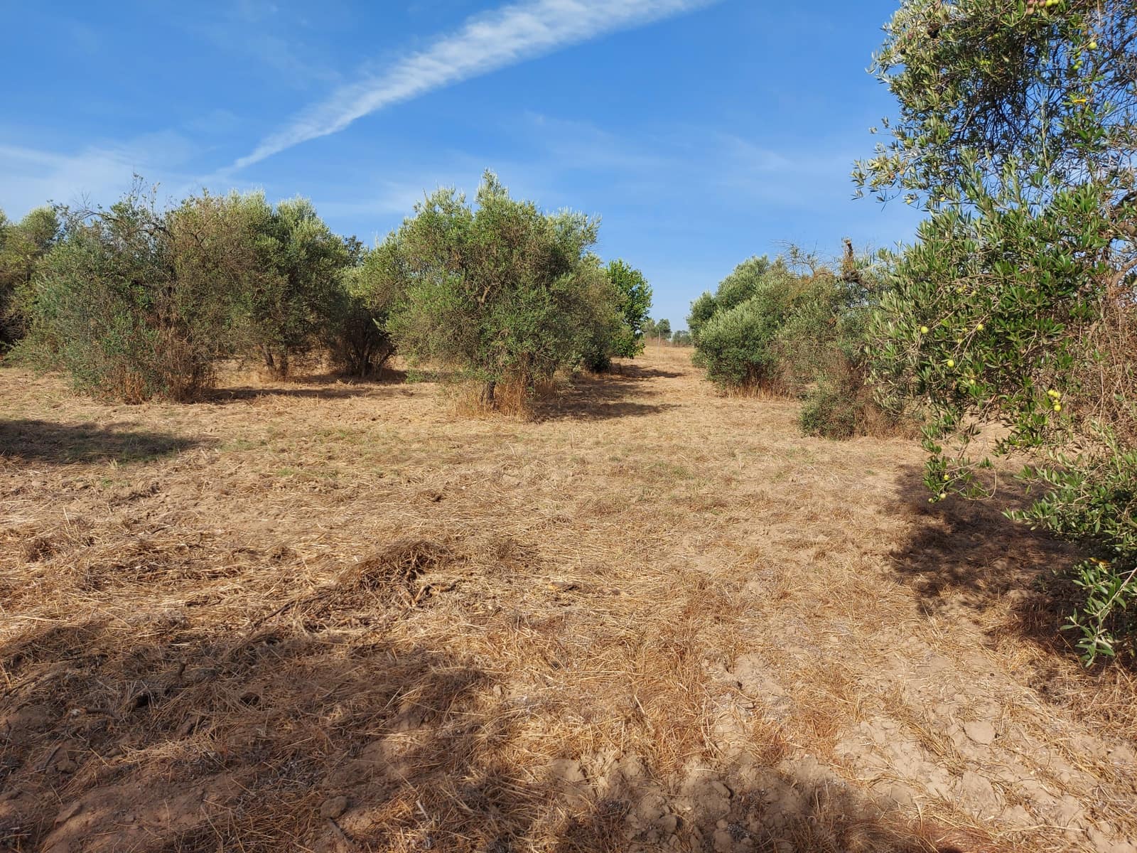 Byggegrund til salg i Almonte - € 16.000 (Ref: 8524791)