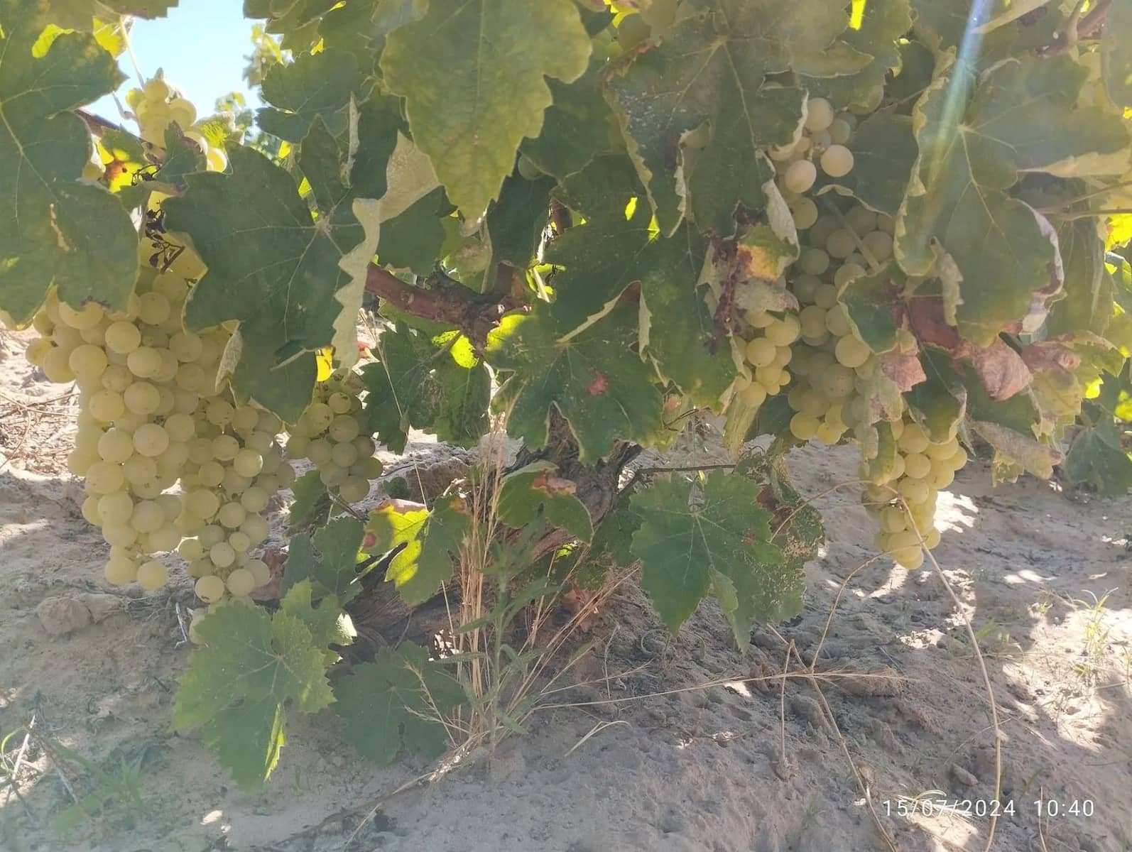 Terreno para Construção para venda em Almonte - 28 000 € (Ref: 8554039)