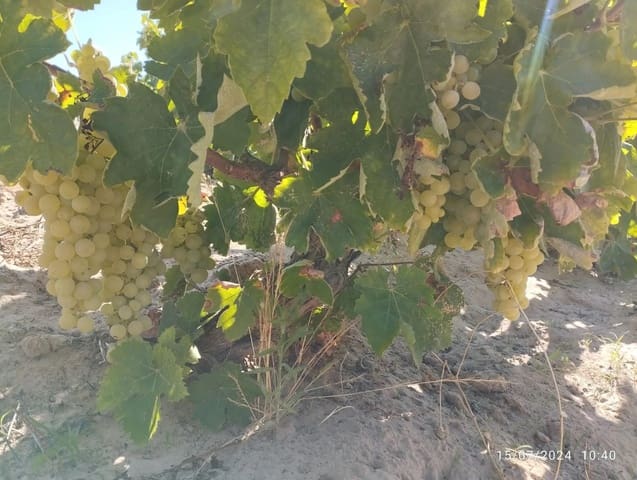 Building Plot for sale in Almonte - € 28,000 (Ref: 8554039)