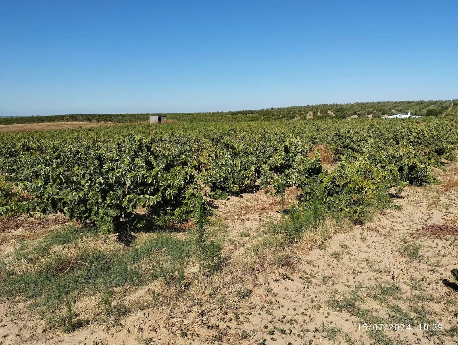 Terreno para Construção para venda em Almonte - 28 000 € (Ref: 8554039)