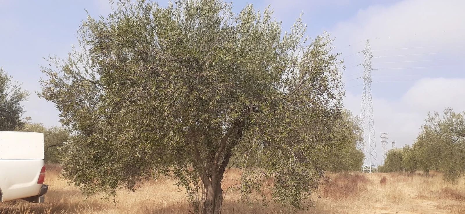 Byggegrund til salg i Almonte - € 29.000 (Ref: 8603300)