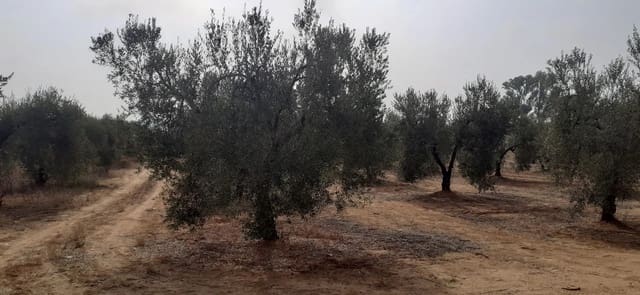 Tontti myytävänä paikassa Almonte - 29 000 € (Ref: 8603300)