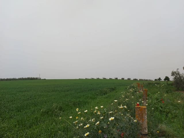 Tontti myytävänä paikassa Almonte - 320 000 € (Ref: 8604598)