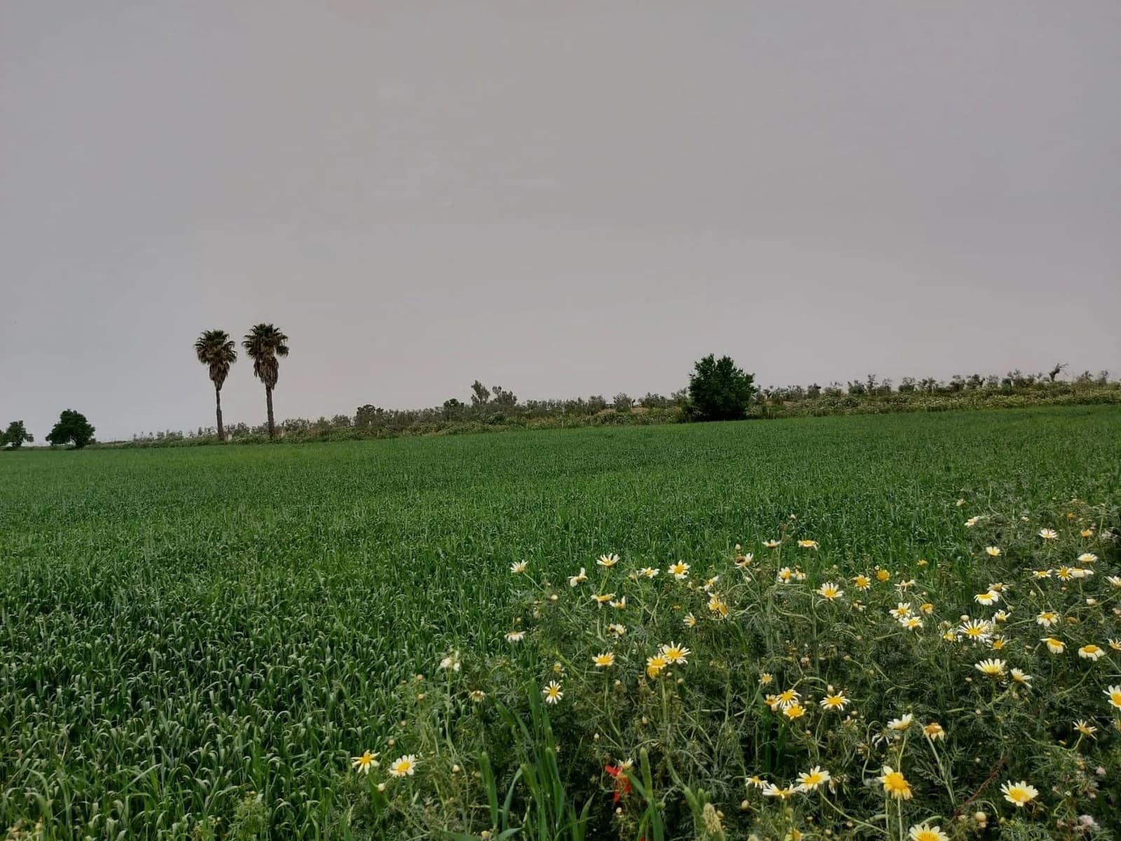 Tontti myytävänä paikassa Almonte - 320 000 € (Ref: 8604598)