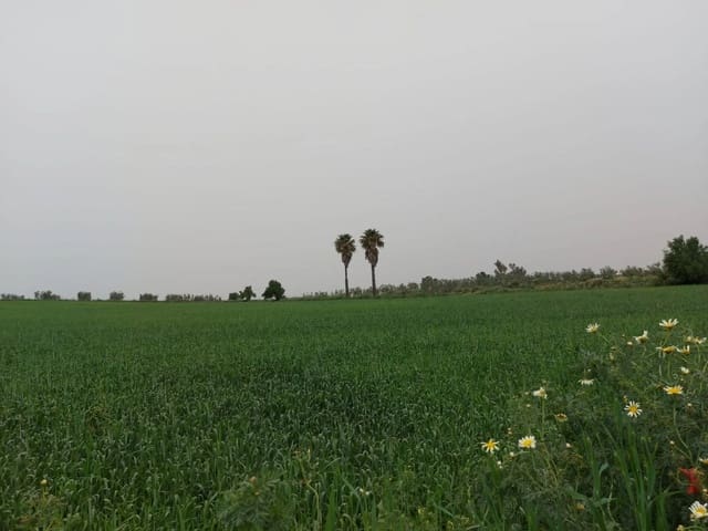 Tontti myytävänä paikassa Almonte - 320 000 € (Ref: 8604598)