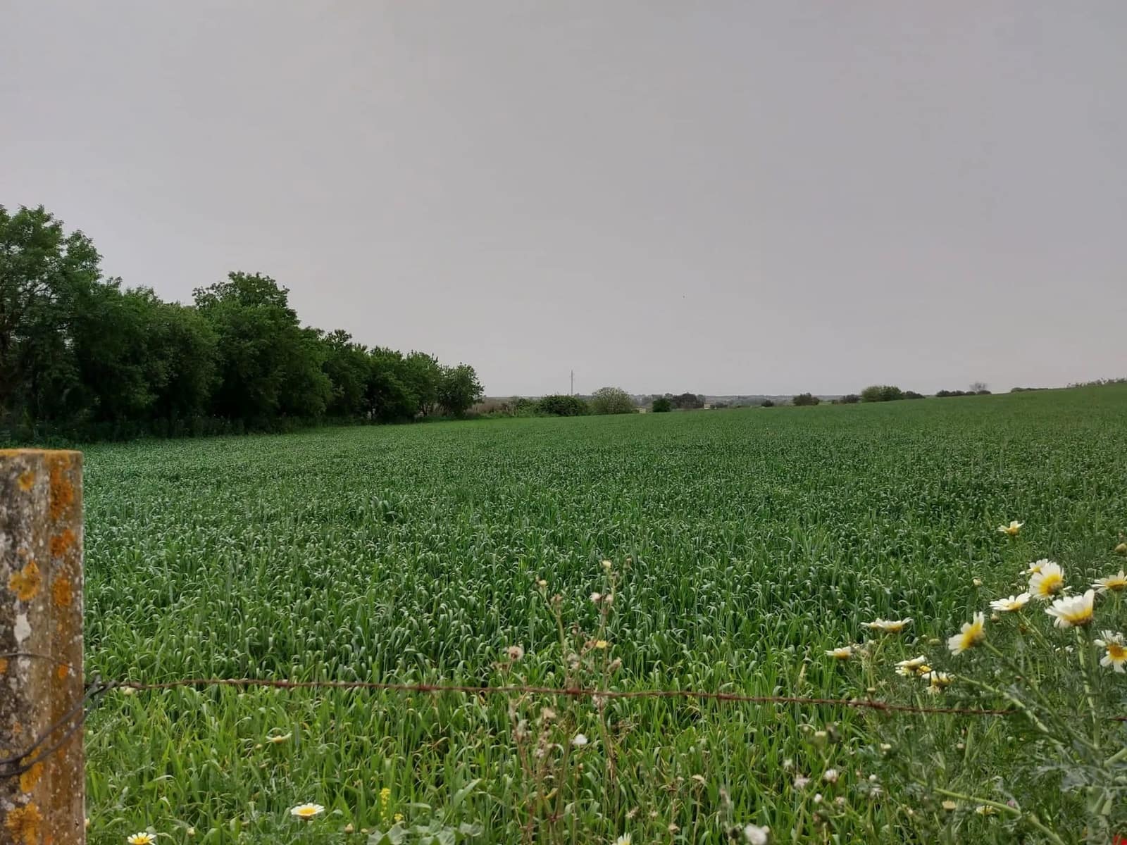 Tontti myytävänä paikassa Almonte - 320 000 € (Ref: 8604598)