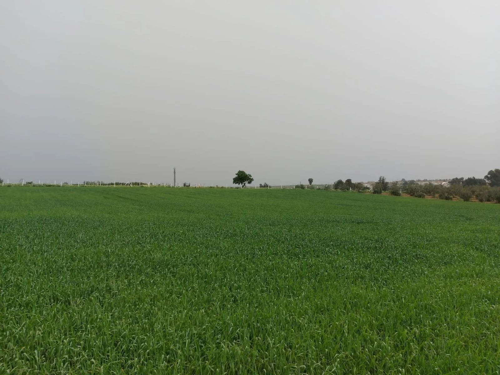 Bouwgrond te koop in Almonte - € 48.000 (Ref: 8604599)