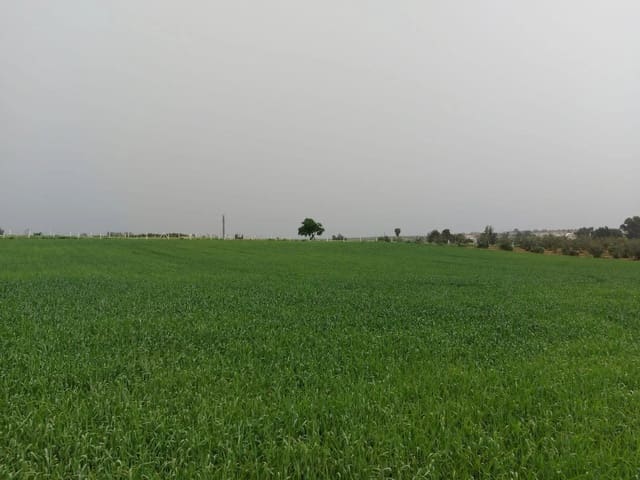 Byggetomt til salgs i Almonte - € 48 000 (Ref: 8604599)