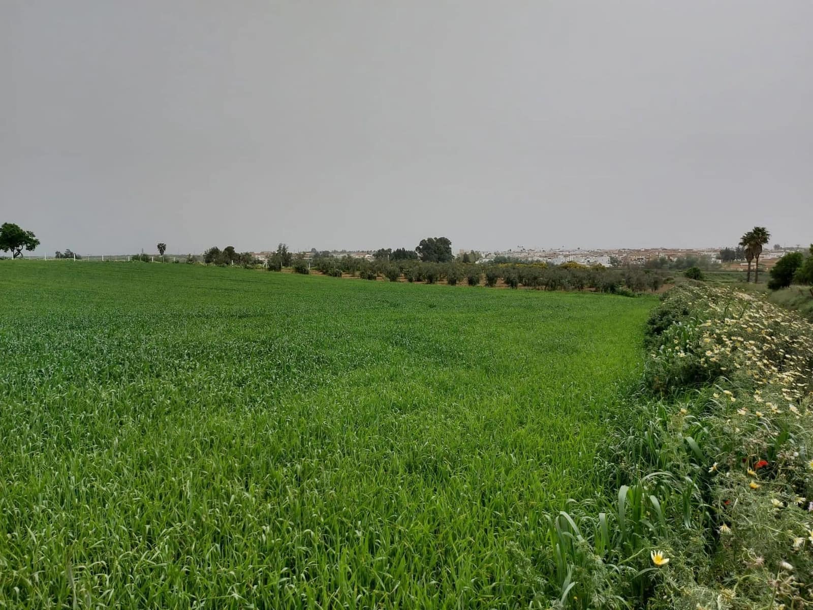 Bouwgrond te koop in Almonte - € 48.000 (Ref: 8604599)